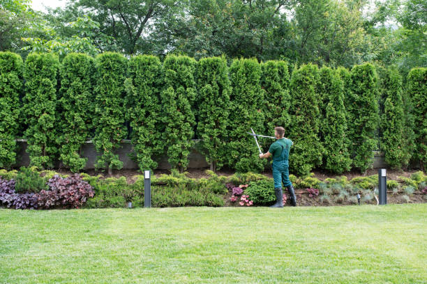 Best Sod Installation  in Midlothian, TX