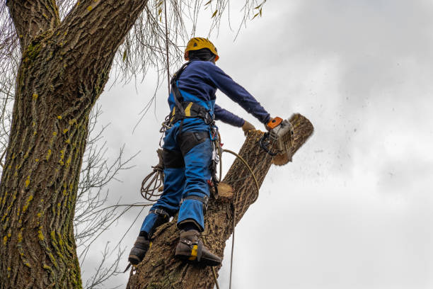 Midlothian, TX Tree Services Company