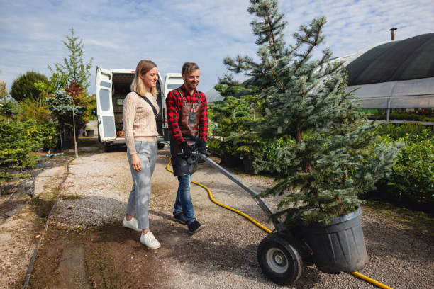 How Our Tree Care Process Works  in  Midlothian, TX