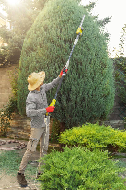 Best Tree Removal  in Midlothian, TX